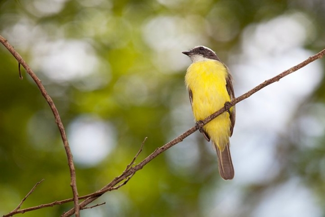  Bird watching 
